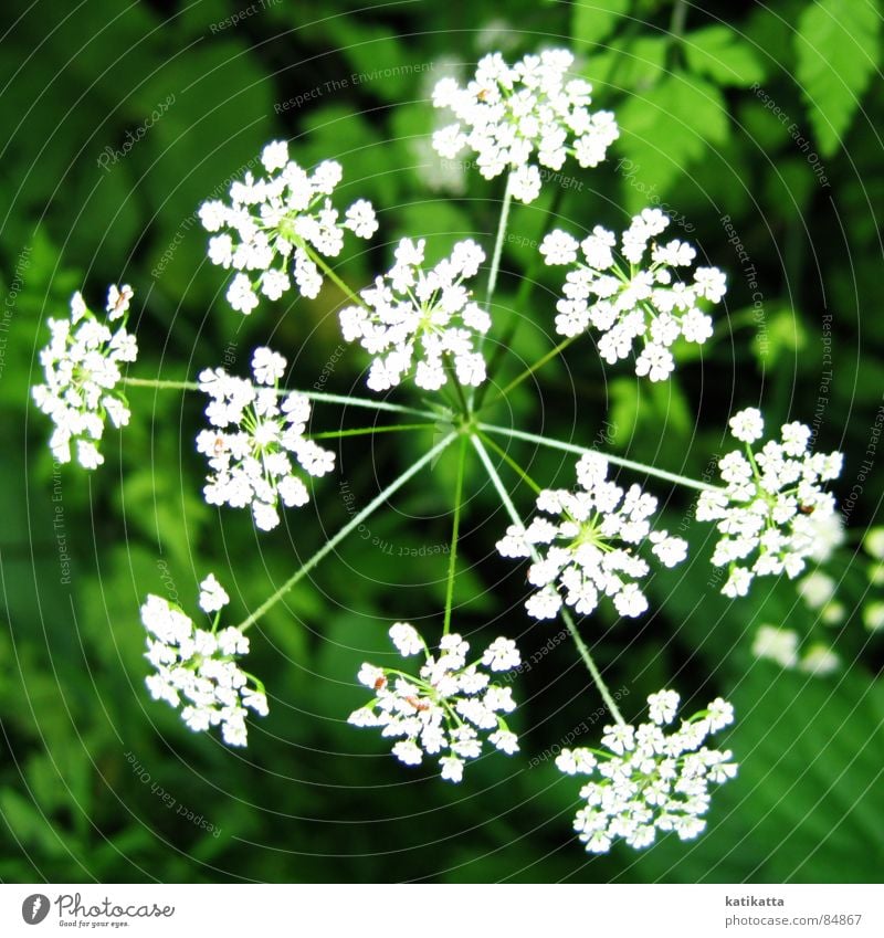 fireworks Flower Green Small Plant Blossom Spring Summer White Meadow Nature
