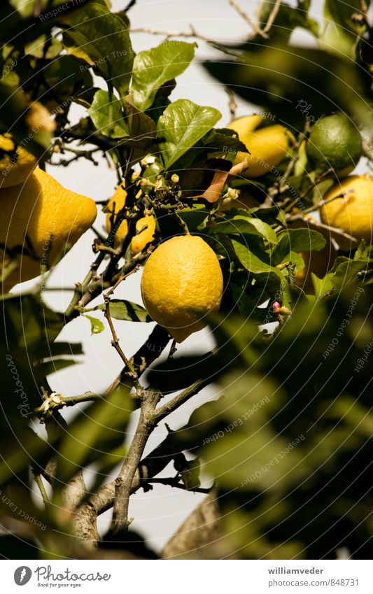 Lemon hanging from a lemon tree Life Summer Summer vacation Sun Nature Animal Plant Sour Yellow Green Caribbean Sea Mediterranean sea Fruit Greece