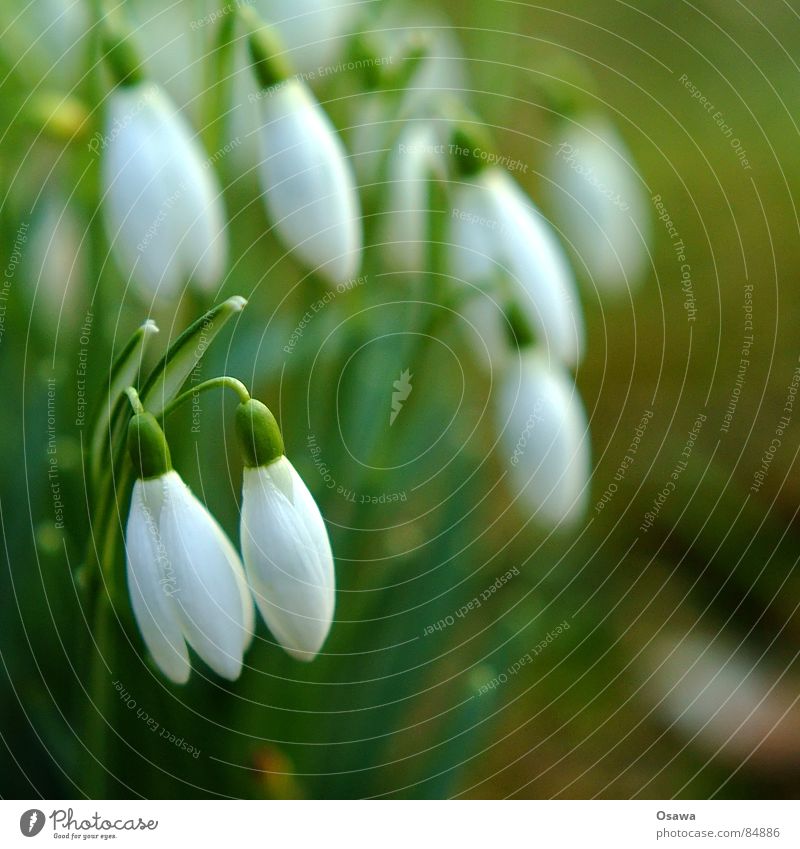 Heralds of Spring Snowdrop Flower Blossom Plant Green Blossom leave Environment Wilderness White Bouquet Nature pearly