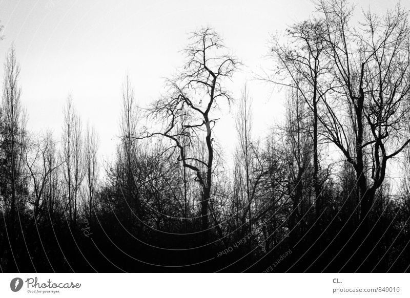 gloomy world Environment Nature Landscape Elements Sky Autumn Winter Climate Bad weather Tree Forest Dark Creepy Sadness Loneliness Fear Black & white photo