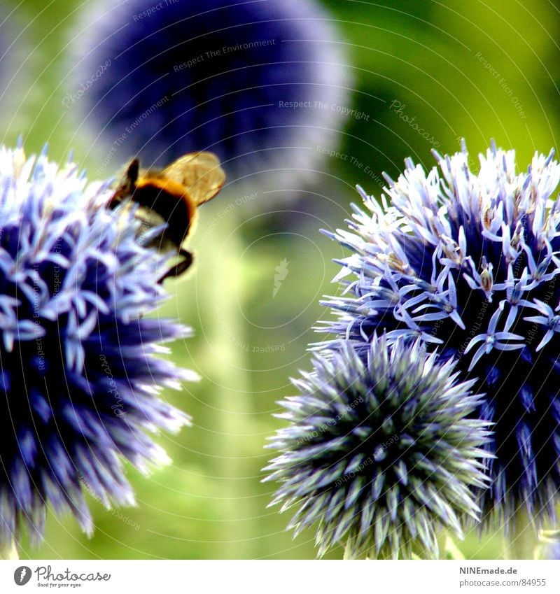 The story with the bumblebees and the flowers ... Bumble bee Flower Blossom Sprinkle Green Round Thorny Blue-red Violet Blossoming Blur 4 Insect Disheveled