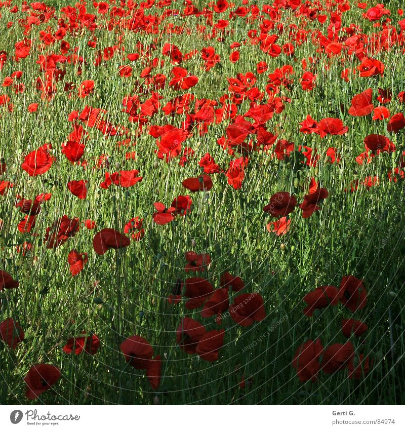lotta poppies Multiple Corn poppy Red Green Multicoloured Blossoming Motion blur Poppy field Shadow Summer Nature Flower meadow