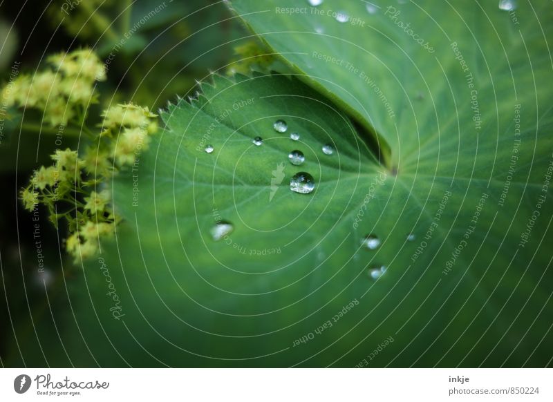 droplet Nature Drops of water Spring Summer Beautiful weather Rain Plant Leaf Alchemilla leaves Alchemilla vulgaris Lie Fresh Small Wet Round Juicy Green