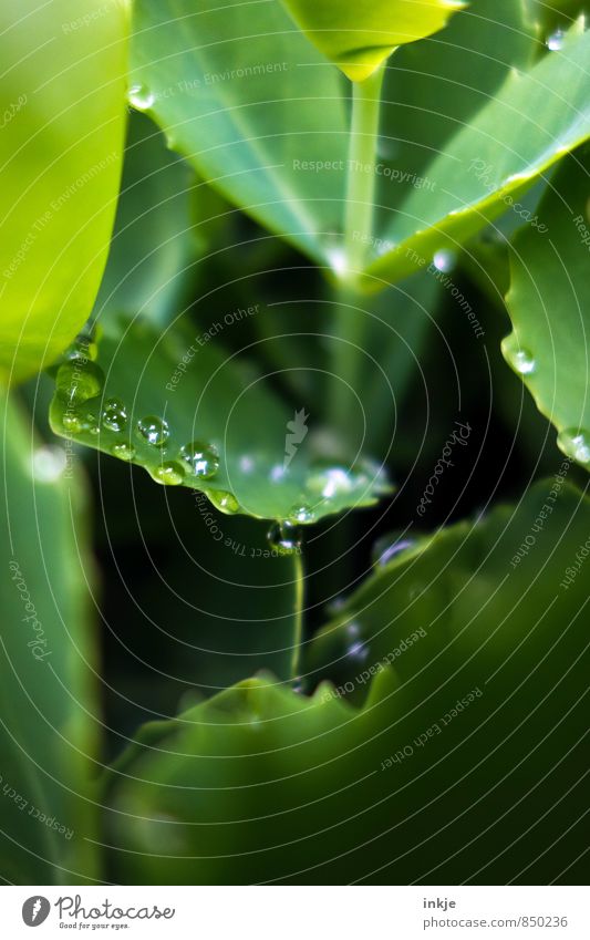 droplet Nature Drops of water Spring Summer Beautiful weather Rain Plant Leaf Foliage plant Garden Park Lie Fresh Wet Natural Round Juicy Green Deep green