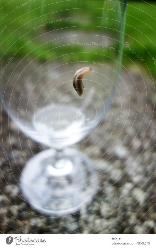 RENEWS Nutrition Beer Glass Beer glass Animal Wild animal Snail Slug 1 Disgust Small Slimy Pests Colour photo Multicoloured Exterior shot Close-up Detail