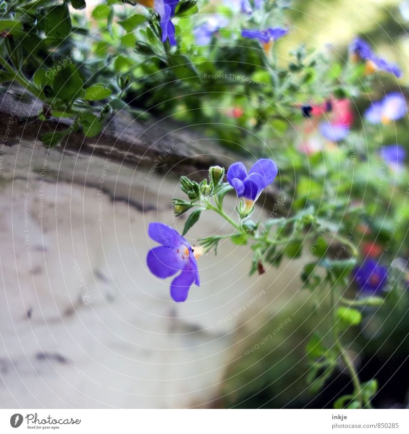 flower pot Environment Nature Plant Spring Summer Flower Blossom Garden Park Flowerpot Blossoming Beautiful Small Near Natural Blue Green Tendril Colour photo