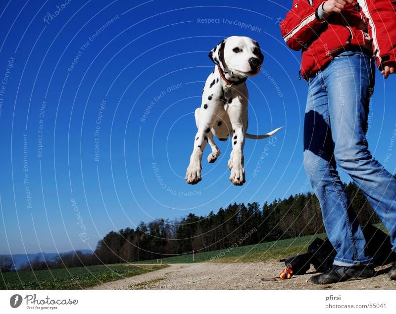 Spring joys Dalmatian Dog Pet Hop Jump Paw Forest To go for a walk Joy Joie de vivre (Vitality) Mammal enzo dalmation Point Sky Enthusiasm Walk the dog To enjoy