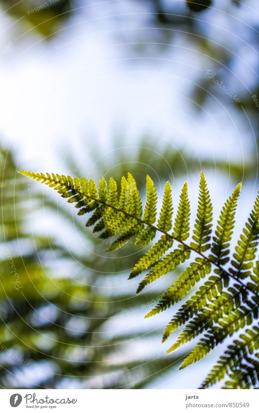 fern Plant Sky Summer Beautiful weather Grass Bushes Leaf Foliage plant Wild plant Forest Fresh Natural Green Nature Fern Colour photo Exterior shot Close-up