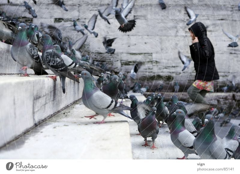 The birds Multiple Istanbul Pigeon Black Go up Animal Wall (barrier) Mosque Exterior shot Group Bird Many Enliven Stairs Hooded (clothing)