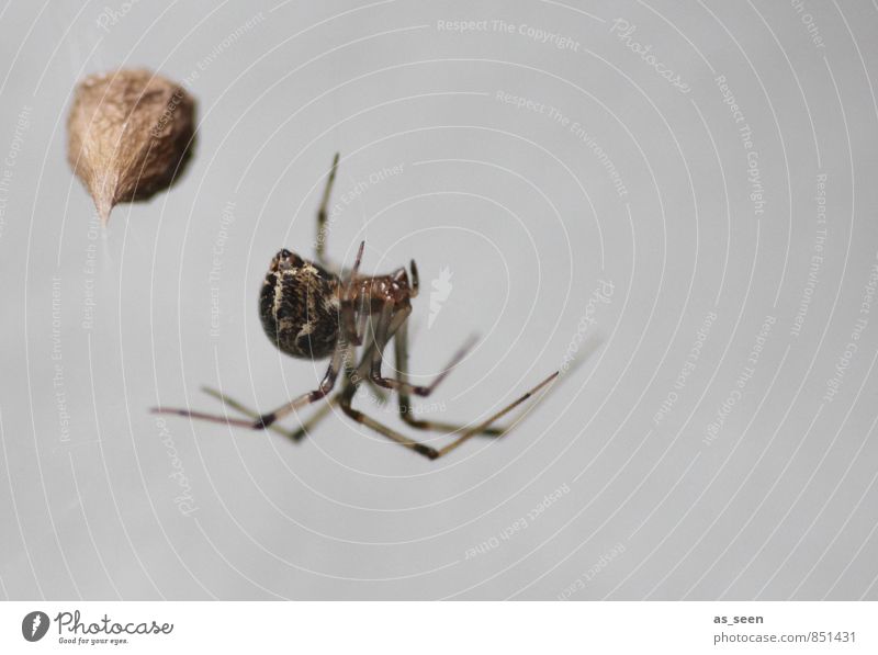 On the lookout Hallowe'en Nature Animal Autumn Spider 1 Net Network Touch Movement Feeding Hang Hunting Aggression Esthetic Authentic Exceptional Threat