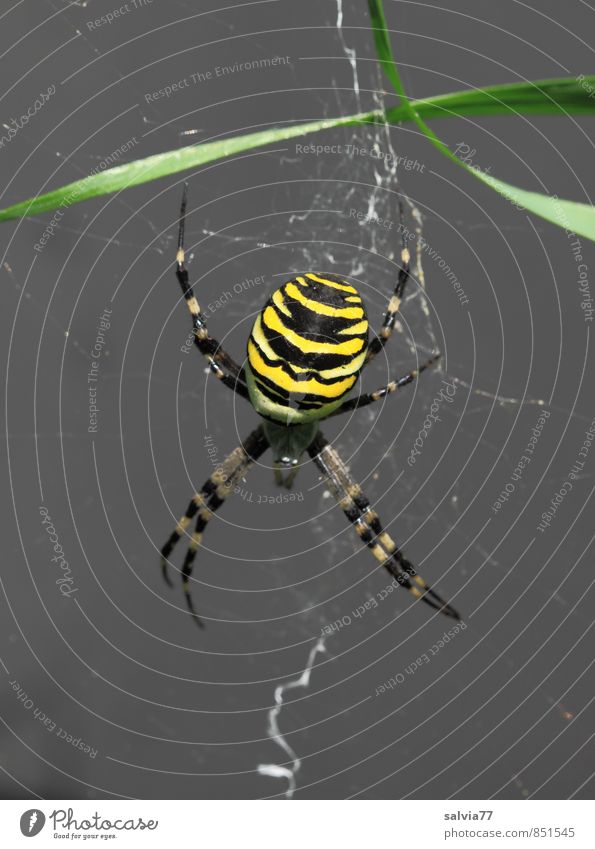 On the lookout Environment Nature Animal Summer Wild animal Spider 1 Catch Wait Esthetic Threat Disgust Exotic Creepy Astute Yellow Black Attentive Watchfulness