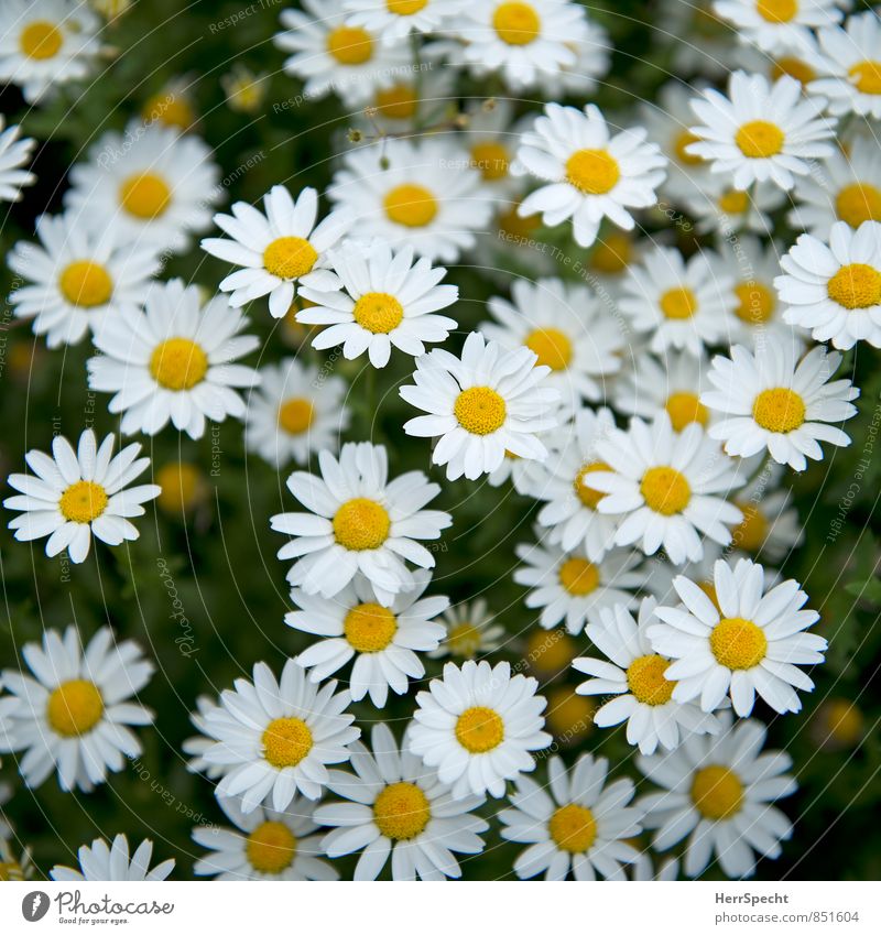 equal & equal... Nature Plant Flower Blossom Daisy Blossoming Growth Esthetic Beautiful Cute Yellow White Many Spring fever Spring flower Flower meadow