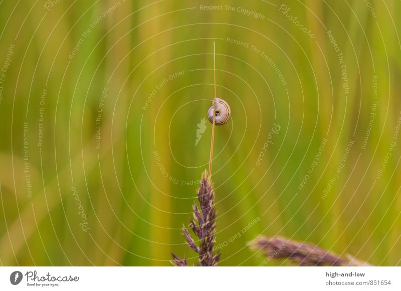 free climbing Nature Animal Summer Beautiful weather Warmth Grass Wild plant Meadow Snail 1 Soft Brown Yellow Green Adventure Esthetic Loneliness Colour photo