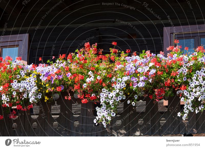 Flowers in front of the hut House (Residential Structure) Hut Beautiful Cliche Brown Red White Balcony Bavaria flower decoration Window box Petunia Geranium