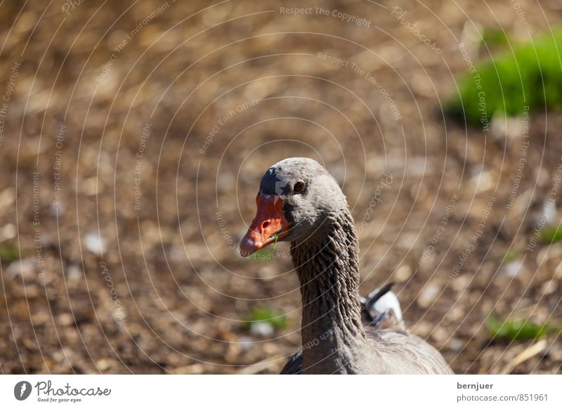 duck face Animal Farm animal 1 Brown Poultry Duck Goose Bird Deserted bokey Earth Beak Colour photo Subdued colour Exterior shot Copy Space top Day