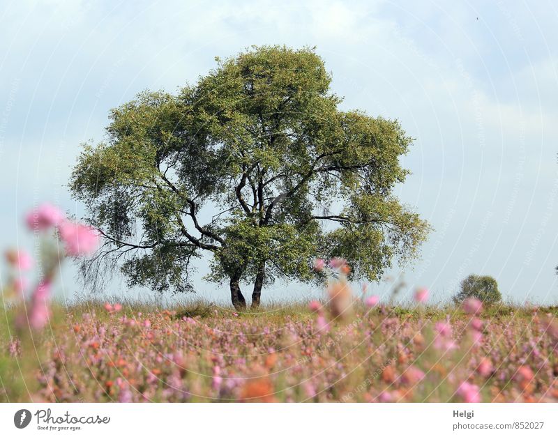 boggy Environment Nature Landscape Plant Sky Summer Beautiful weather Tree Flower Blossom Wild plant Heathland Heather family Blossoming Stand Growth Esthetic