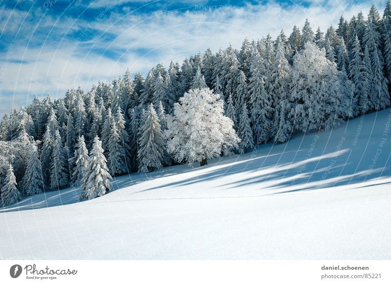 sloping winter forest Black Forest Deep snow Hiking Leisure and hobbies Jinxed Mystic Abstract Background picture Snowscape Endurance Horizon Loneliness Winter