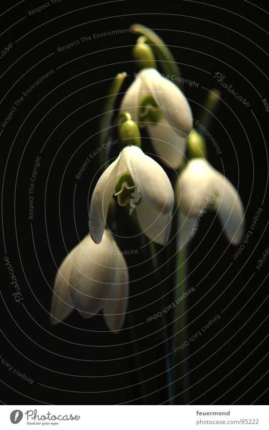 Spring is here Snowdrop Wake up Plant Bell Blossom Green February March Garden Resurrection Frost Life
