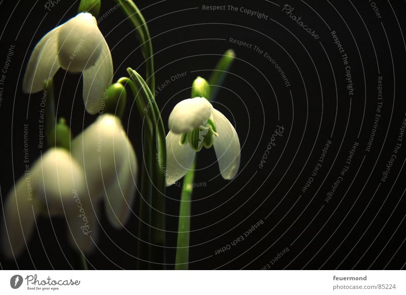 The bells Snowdrop Spring Wake up Plant Bell Blossom Green February March Garden Resurrection Frost Life creepy bells