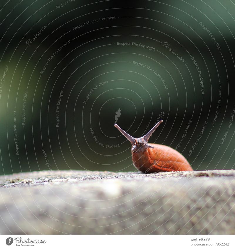 What are you doing? Nature Animal Snail Naked Slug 1 Stone Concrete Observe Crawl Looking Disgust Slimy Brown Gray Green Caution Serene Calm Suck-up Smoothness