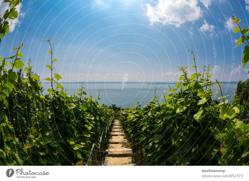 View of Lake Constance from Meersburg Fruit Wine Vacation & Travel Tourism Trip Summer Summer vacation Sun Nature Landscape Water Sky Clouds Horizon Sunlight