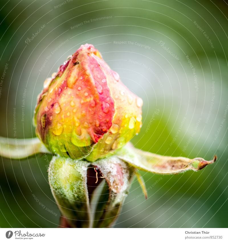 Rose in the rain Healthy Well-being Contentment Senses Relaxation Calm Meditation Fragrance Environment Nature Water Drops of water Summer Bad weather Rain
