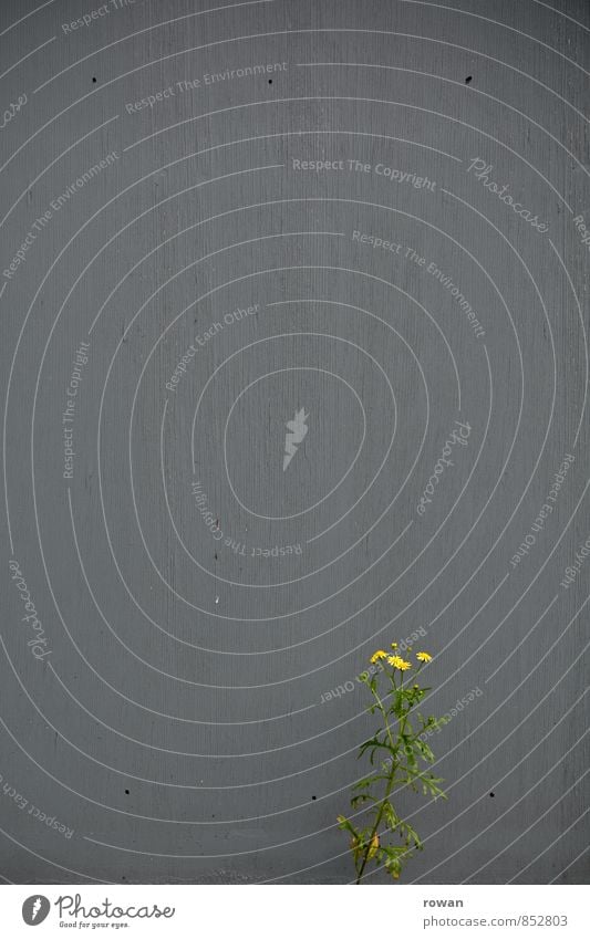 growth Flower Blossom Wild plant Town Wall (building) Breach Hope Power Blossoming Loneliness Decoration Gray Patch of colour Growth Weed Colour photo