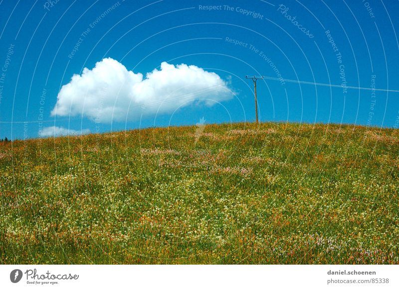 the cloud Spring Summer Dandelion Blossom Flower Flower meadow Leisure and hobbies Background picture Yellow Green Light blue Beautiful Abstract Sunbathing