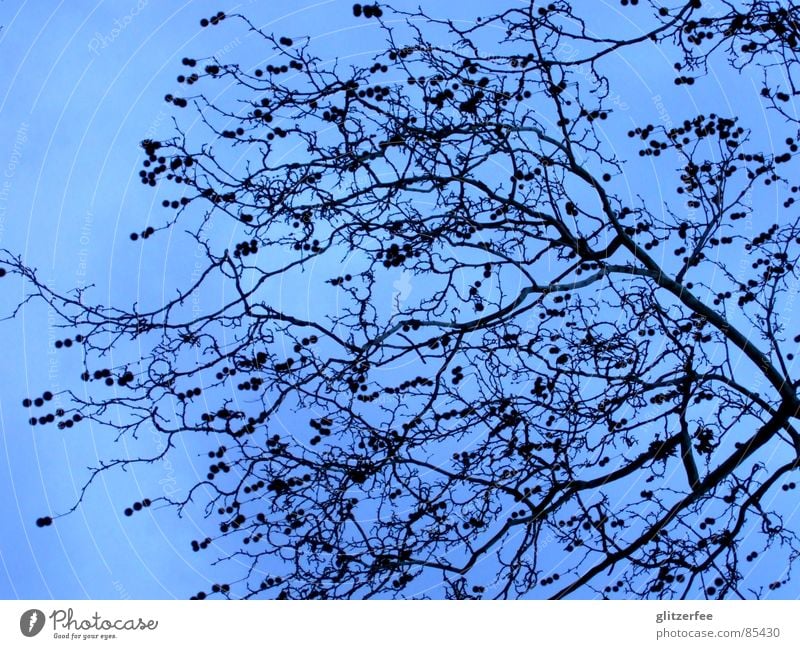 heaven in the sky Tree Spring Winter Sky Fairy Branch Sparse Calm Blue