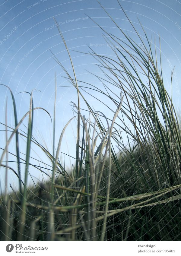 Blu Grass Blade of grass Straw Meadow Borkum Beach Coast Wind Beach dune North Sea