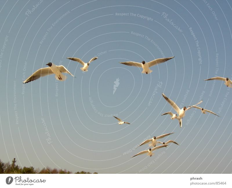 gulls Swinemünde Animal Bird Sky polish Baltic Sea seagulls Poland Freedom Firmament Canopy (sky)