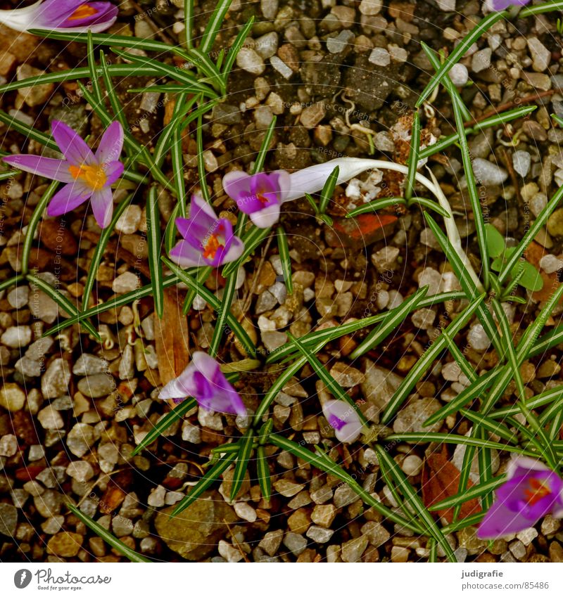 spring Crocus Flower Spring Spring flowering plant Pebble Growth Violet Green Blossom Bird's-eye view Delicate Sprout Stone Minerals irises Nature Onion