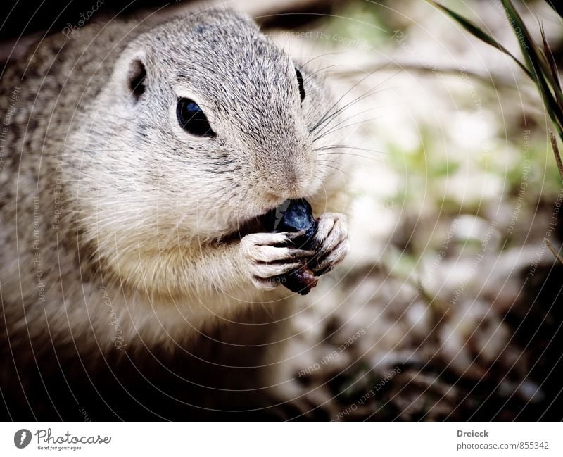 snack time Environment Nature Animal Wild animal Animal face Pelt Claw Zoo Rodent 1 Eating Feeding Cute Gray Colour photo Exterior shot Day