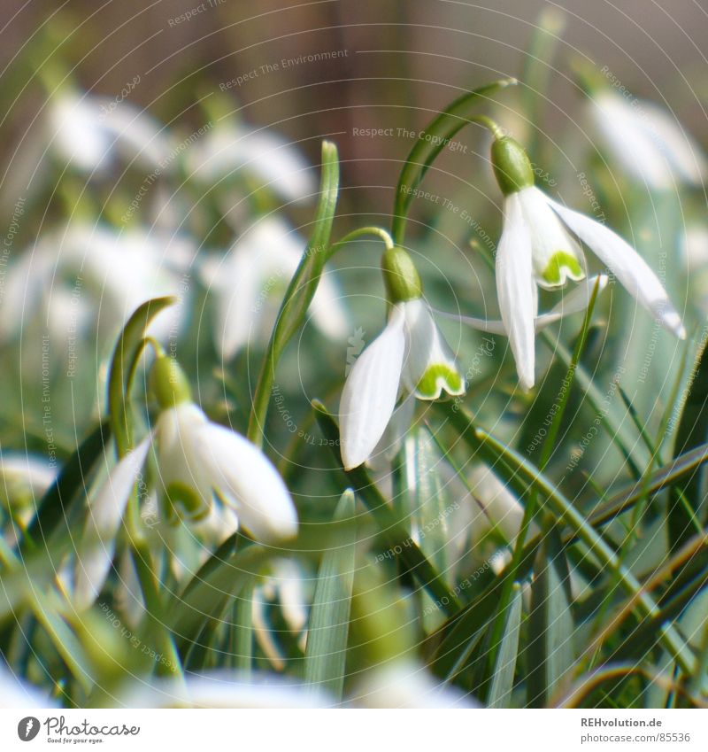 Spring 1 Castle grounds Snowdrop Green Flower Wake up Blossom Blade of grass Grass Spring fever Blossoming Meadow Garden Beautiful end of winter Nature Plant
