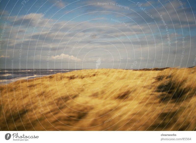 favourite place Grass Ocean Gale Lawn Beach Coast Beach dune Denmark Landscape Sky strong wind