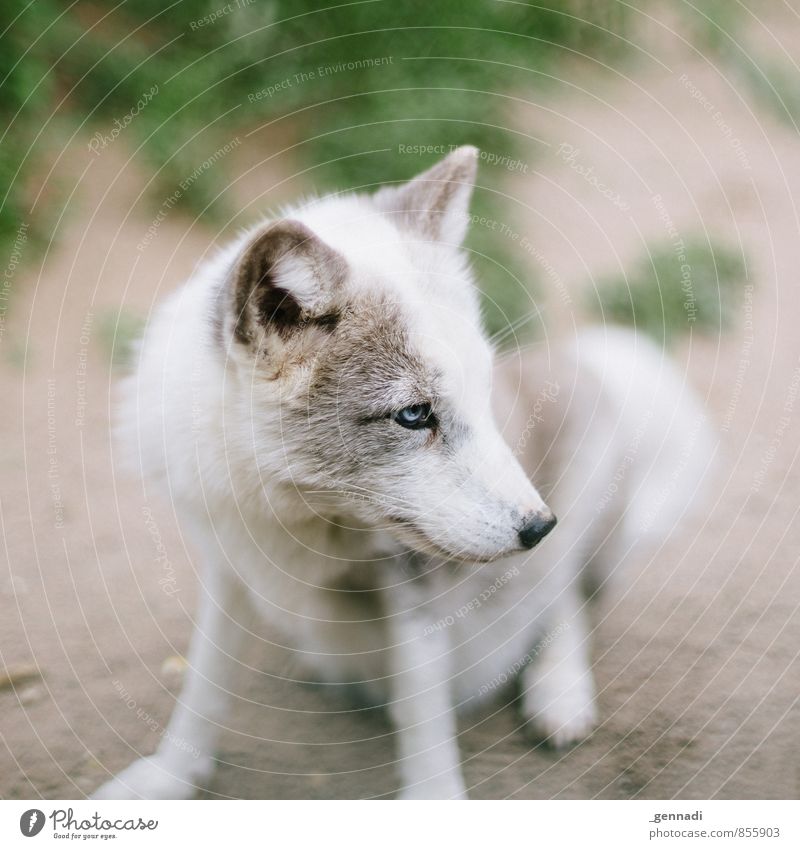 ice ice Dog Fox Wolf Love of animals Beautiful Cute Small Pelt White Blue Eyes Animal Ear Colour photo Day Shallow depth of field Central perspective Forward