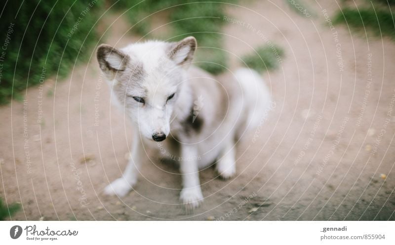 16 to 9 Wild animal Fox Animal Baby animal Ear Soft Beautiful White Snout Zoo Colour photo Copy Space left Copy Space right Day Animal portrait