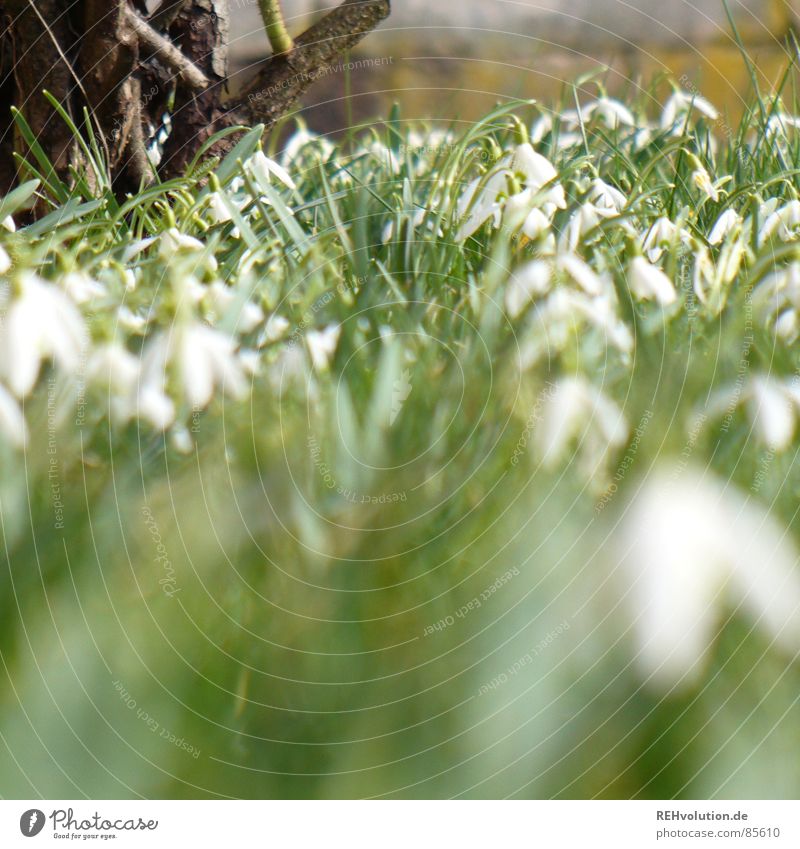 Spring 3 Multiple Castle grounds Snowdrop Green Flower Wake up Blossom Blade of grass Grass Spring fever Blossoming Meadow Garden Wall (barrier) Park Many