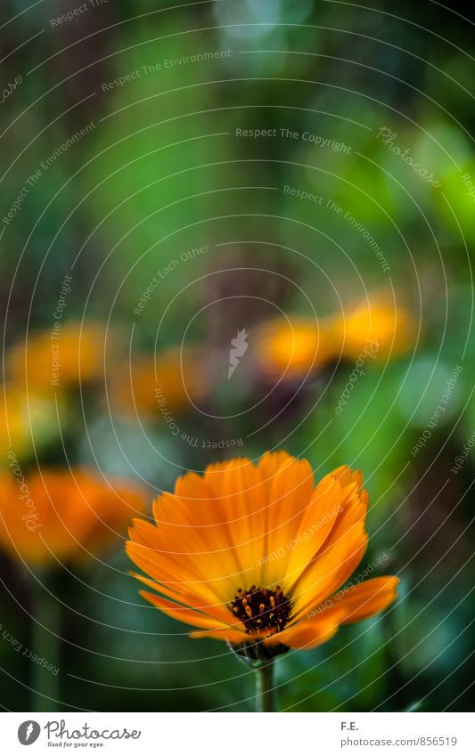 Orange flower on green background Plant Summer Blossom Gerbera Garden Beautiful Soft Yellow Green Idyll Nature Flower Colour photo Exterior shot Close-up