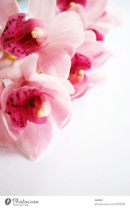 orchid Romance Pink Red Lovely Delicate Playing Orchid Flower Supple Fragile Graceful Soft Emotions Puppy love Macro (Extreme close-up) Close-up Painted Noble