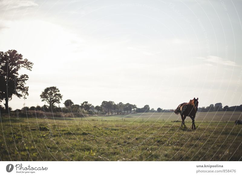 evening walk with horse Vacation & Travel Beautiful weather Meadow Field Horse 1 Animal Walking Free Natural Wild Nature Pasture Colour photo Subdued colour