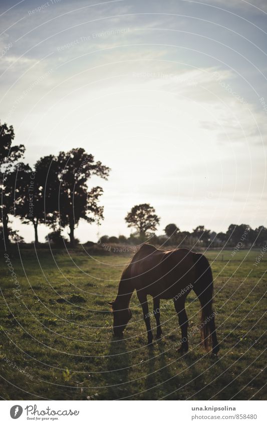 keeler anti light horse Nature Landscape Sky Beautiful weather Tree Meadow Field Animal Horse 1 To feed Stand Free Natural Wild Sunset Pasture Colour photo