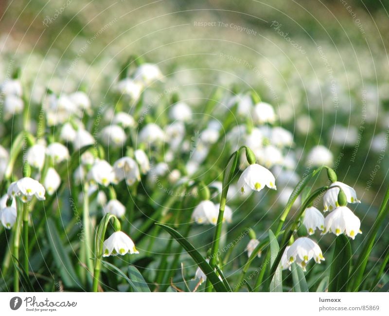 sea of spring Environment Nature Spring Plant Flower Meadow Blossoming Hang Growth Fragrance Beautiful Many Green White Spring fever Spring flower Snowdrop