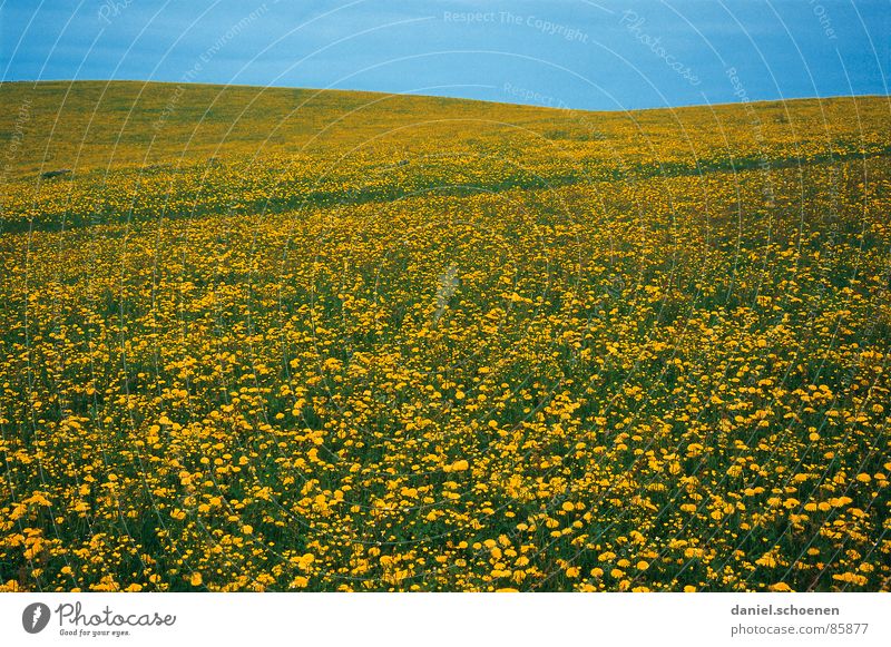 Spring!!! Summer Dandelion Blossom Flower Flower meadow Leisure and hobbies Background picture Yellow Green Light blue Beautiful Abstract Horizon Meadow