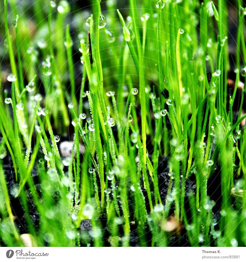 morning Grass Dew Fresh Cold Meadow Water Blade of grass Green Grassland Grass surface Morning Knoll Sunrise Lawn Stalk Hydrophobic Ear of corn Glittering