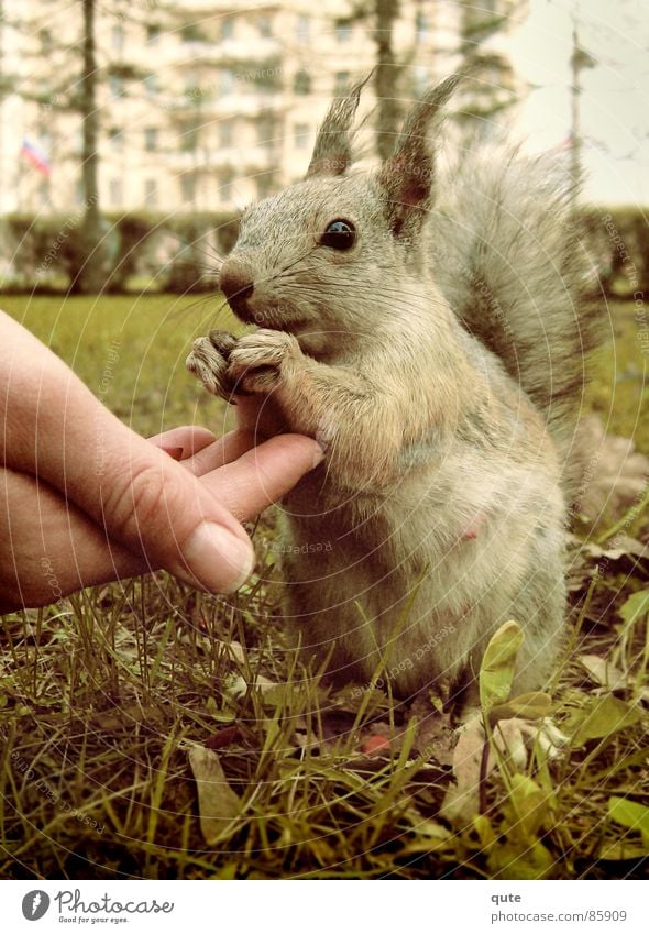 squirrels Squirrel Hand Animal Mammal squarrel Feh eating grass ground cute