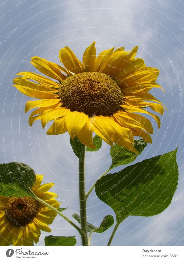 towards the sun Sunflower Flower Yellow Summer Sky Blue