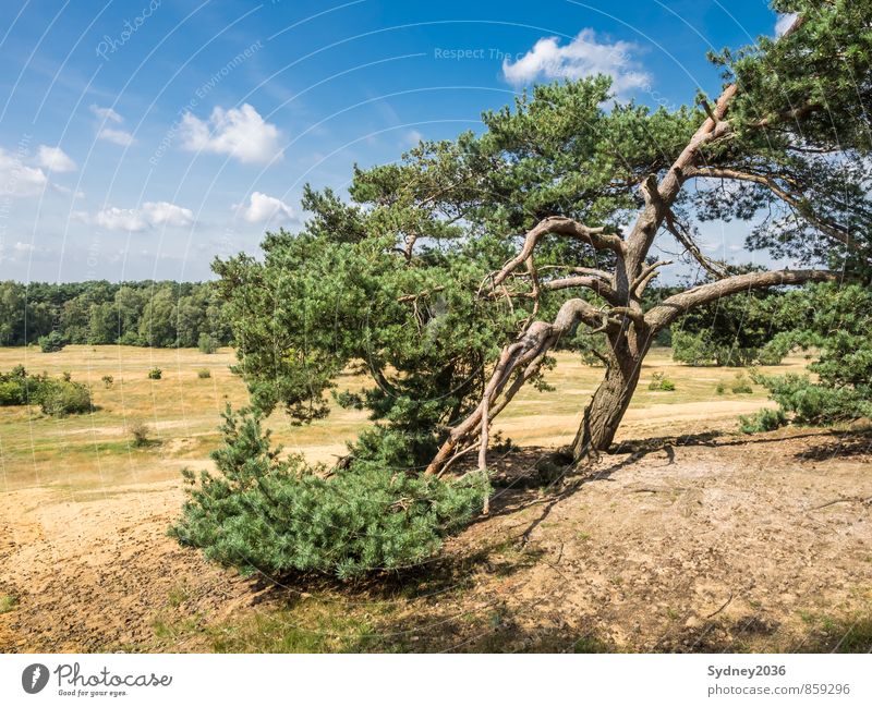 Pine after the storm Earth Sand Sky Sky only Clouds Climate Weather Beautiful weather Wind Gale Plant Tree Grass Bushes Wild plant Forest Bizarre Tree bark