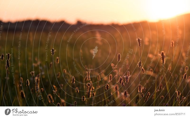 evening mood Environment Nature Landscape Plant Elements Earth Sky Horizon Sun Sunrise Sunset Sunlight Summer Beautiful weather Grass Bushes Foliage plant