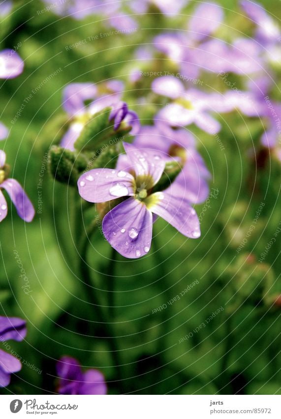 From next door Flower Meadow Drops of water Beautiful Small Blossom Wonder Violet Nature jarts Garden